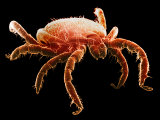 The Deer Tick, Ixodes Dammini, Is the Vector of Lyme Disease Photographic Print by David Phillips