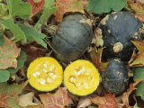 Bush Winter Squash Whole and Halved, 'Emerald Buttercup' Photographic Print by David Cavagnaro