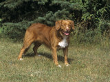 Nova Scotia Duck Tolling Retriever Variety of Domestic Dog Photographic Print by Cheryl Ertelt