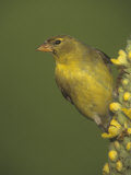 Female American Goldfinch, Carduelis Tristis, . Eastern USA Fotografie-Druck von Gustav W. Verderber