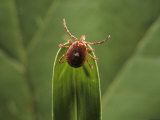 Adult Female Lone Star Tick, Amblyomma Americanum Photographic Print by James L. Castner