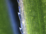 Serrated Edge of a Grass Leaf. Darkfield and Uv-Epifluorescence Photographic Print by Robert Markus