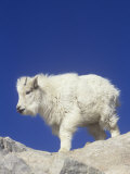 Mountain Goat Young (Oreamnos Americanus), Rocky Mountains, North America Photographic Print by Robert Lindholm
