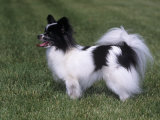 Papillon Variety of Domestic Dog Photographic Print by Cheryl Ertelt