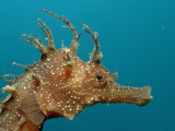 Seahorse Head (Hippocampus Guttulatus) Impressão fotográfica por Reinhard Dirscherl Seahorse Head (Hippocampus Guttulatus) Impressão fotográfica por Reinhard Dirscherl
