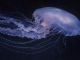 Moon Jelly (Aurelia Aurita), Temperate Seas Worldwide Photographic Print by Ken Lucas