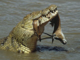Fritz Polking - Nile Crocodile, Crocodylus Niloticus, with a Grant Gazelle in its Mouth, Kenya, East Africa - Fotografik Baskı