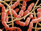 Mixed Bacteria. - Sem Photographic Print by David Phillips