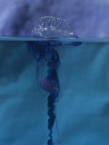 Portuguese Man-O-War Jellyfish or Siphonophore, Physalia Physalis, Hawaii, USA Lámina fotográfica por David Fleetham