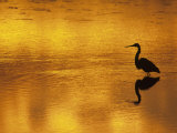 Silhouette of a Great Blue Heron, Ardea Herodias, Wading at Sunset, North America Photographic Print by Arthur Morris