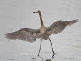Reddish Egret Dancing Behavior, Egretta Rufescens, Florida, USA Photographie par Arthur Morris