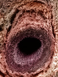 A Human Arteriole Cross-Section. Arterioles are Small Branches of Arteries Photographie par Robert Caughey