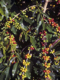 Kona Coffee Beans, Hawaii, USA Photographic Print by G. Brad Lewis