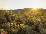 Cholla Cactus at Sunset, Sonoran Desert, Anza Borrego Desert State Park, California, USA Photographic Print by Adam Jones