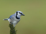 Blue Jay (Cyanocitta Cristata) Photographie par Arthur Morris