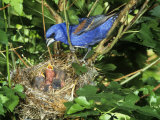 Male Blue Grosbeak (Guiraca Caerulea) at its Nest, Kentucky, USA Photographie par Steve Maslowski
