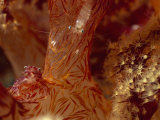 Porcelain Anemone Crab (Neopetrolisthes Maculosus) in Soft Coral Lámina fotográfica por Solvin Zankl