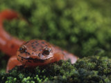 Northern Red Salamander (Pseudotriton Ruber), Eastern North America Photographic Print by Rob & Ann Simpson