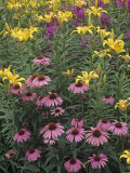 Purple Coneflowers, Echinacea Purpurea, and Daylilies, Hemerocallis, in a Garden Photographic Print by Adam Jones