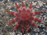 Rose Sea Star (Crossaster Papposus), Kodiak Island, Alaska, USA Photographie par Richard Herrmann