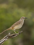 Curve-Billed Thrasher, Toxostoma Curvirostre, Texas, USA Photographie par John Cornell