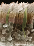 Human Retina Rod and Cone Cells Lámina fotográfica por Fred Hossler Human Retina Rod and Cone Cells Lámina fotográfica por Fred Hossler