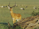 Impala, Aepyceros Melampus, Masai Mara, Kenya, Africa Photographic Print by Joe McDonald