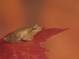 Spring Peeper on a Fall Leaf., Hyla Crucifer, Eastern North America Fotografisk trykk av Gay Bumgarner