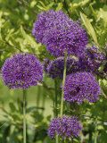 Allium 'Purple Sensation' Flowers on Ornamental Garden Plants Photographic Print by Nigel Cattlin