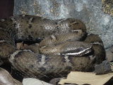 Arizona Ridge-Nosed Rattlesnake (Crotalus Willardi Willardi), an Endangered Species. Arizona, USA Photographic Print by Ken Lucas