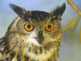 Eagle Owl Face (Bubo Bubo), the World's Largest Owl, Eurasia Photographic Print by Tom Walker
