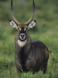 Defassa Waterbuck Head View, Kobus Ellipsiprymnus Defassa, Masai Mara, Kenya, Africa Photographic Print by Joe McDonald