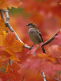 Male House Sparrow in Fall Maples (Passer Domesticus), North America Photographic Print by Steve Maslowski