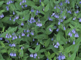 Chiming Bluebells, Mertensia Ciliata, Western North America Photographie par Doug Sokell