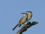 Curve-Billed Thrashers, Toxostoma Curvirostre, . Southwestern USA Photographie par John Cornell
