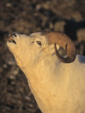 A Pre-Rutting Dall Sheep Ram (Ovis Dalli), Alaska, USA Photographic Print by Tom Walker