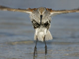 Dunlin in Breeding Plumage Jumping from Water after Bathing, Calidris Alpina, Florida, USA Photographic Print by Arthur Morris
