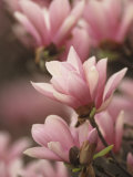 Magnolia Tree Blossoms in Early Spring, USA Photographic Print by Adam Jones