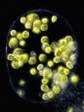 Green Algae, Characiosiphon, - a Large Multinucleated Coenocytis with Numerous Chloroplasts Lámina fotográfica por Peter Siver