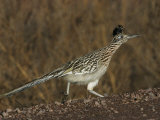 Greater Roadrunner Photographie par John Cornell