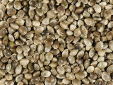 Organic Hemp Seed (Cannabis Sativa) Photographic Print by Nigel Cattlin