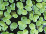 Duckweed, Lemna Minor, on a Pond Surface, North America Photographic Print by Gary Meszaros