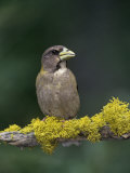 Female Evening Grosbeak, Coccothraustes Vespertinus, Eastern North America Photographie par Joe McDonald