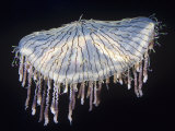 Flower Hat Jelly (Olindias Formosa), Sea of Japan Photographie par Ken Lucas