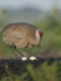 Sandhill Crane, Grus Canadensis, Male on the Nest with Eggs, North America Photographic Print by Arthur Morris