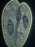 Paramecium Caudatum Ciliate Protozoa Conjugation or Sexual Reproduction. Phase Contrast Photographie par Michael Abbey