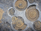 Ammonite (Promicroceras Planicosta) 186 M.Y.A., Early Jurassic, England Photographic Print by Ken Lucas