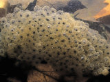 Wood Frog, Rana Sylvatica, Egg Mass in a Pond Lámina fotográfica por Gary Meszaros Wood Frog, Rana Sylvatica, Egg Mass in a Pond Lámina fotográfica por Gary Meszaros