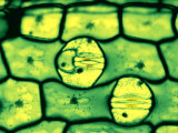 Stomata in Leaf Epidermis, Open and Closed, with Guard Cells Fotografie-Druck von John D. Cunningham