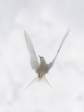 Arctic Tern Flying, Sterna Paradisaea Photographic Print by John Cornell
